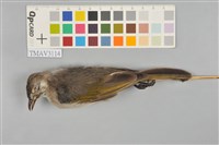 藏品(雜頭翁)的圖片